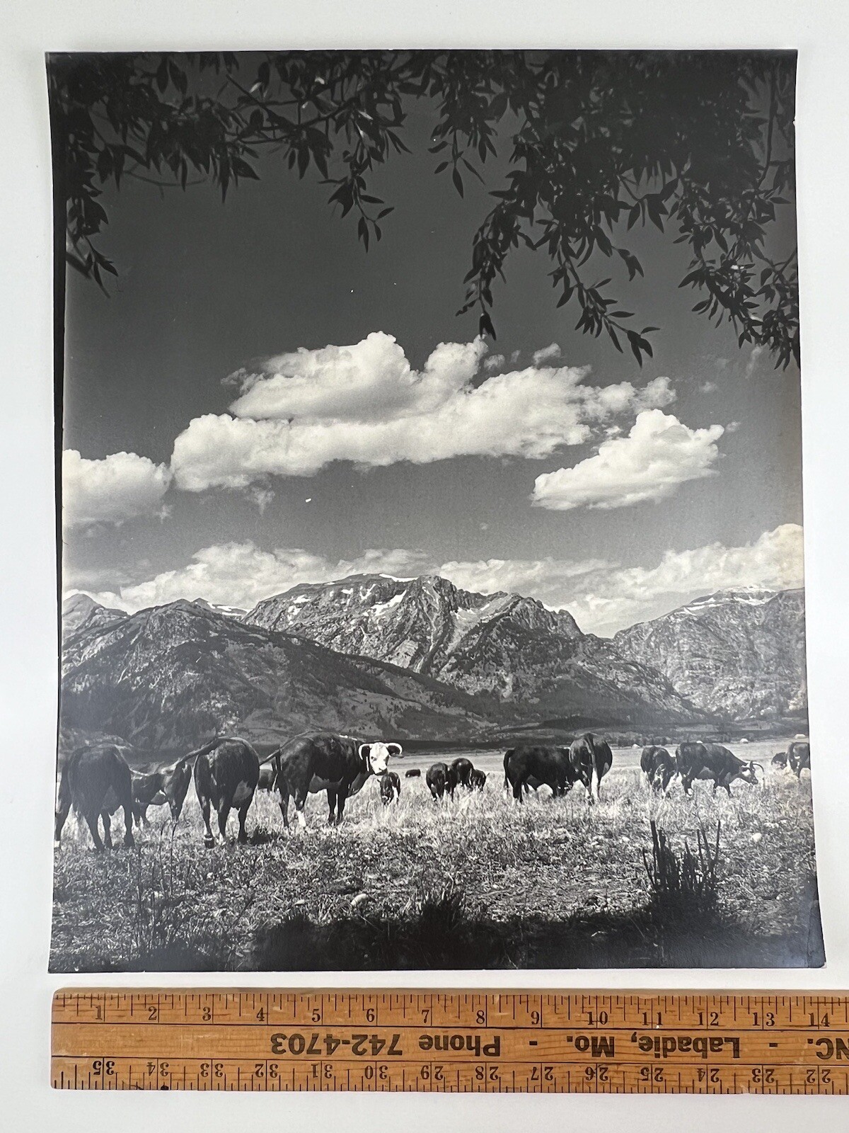 Vintage Large Black & White Photography Print Cattle Ranch Western Cowboys Rural