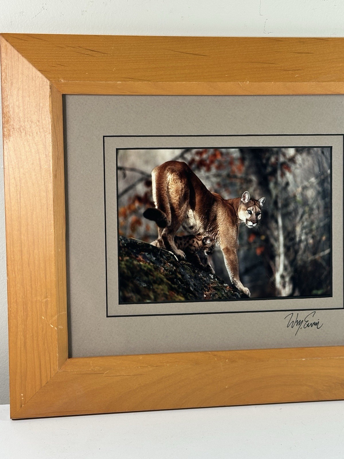 Natural Imagery Signed Photograh William Ervin A Mountain Lion and Kitten Framed