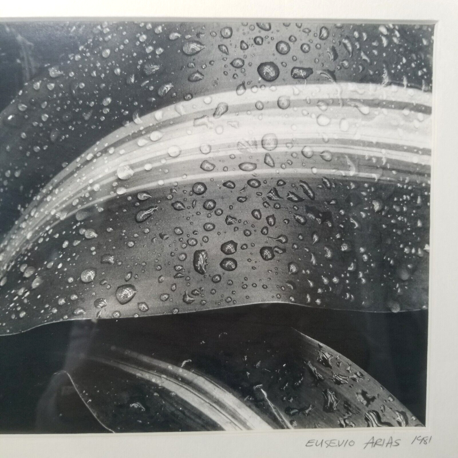 Vtg Black & White Corn Plant Photograph By Artist Matted Signed Dated And Framed
