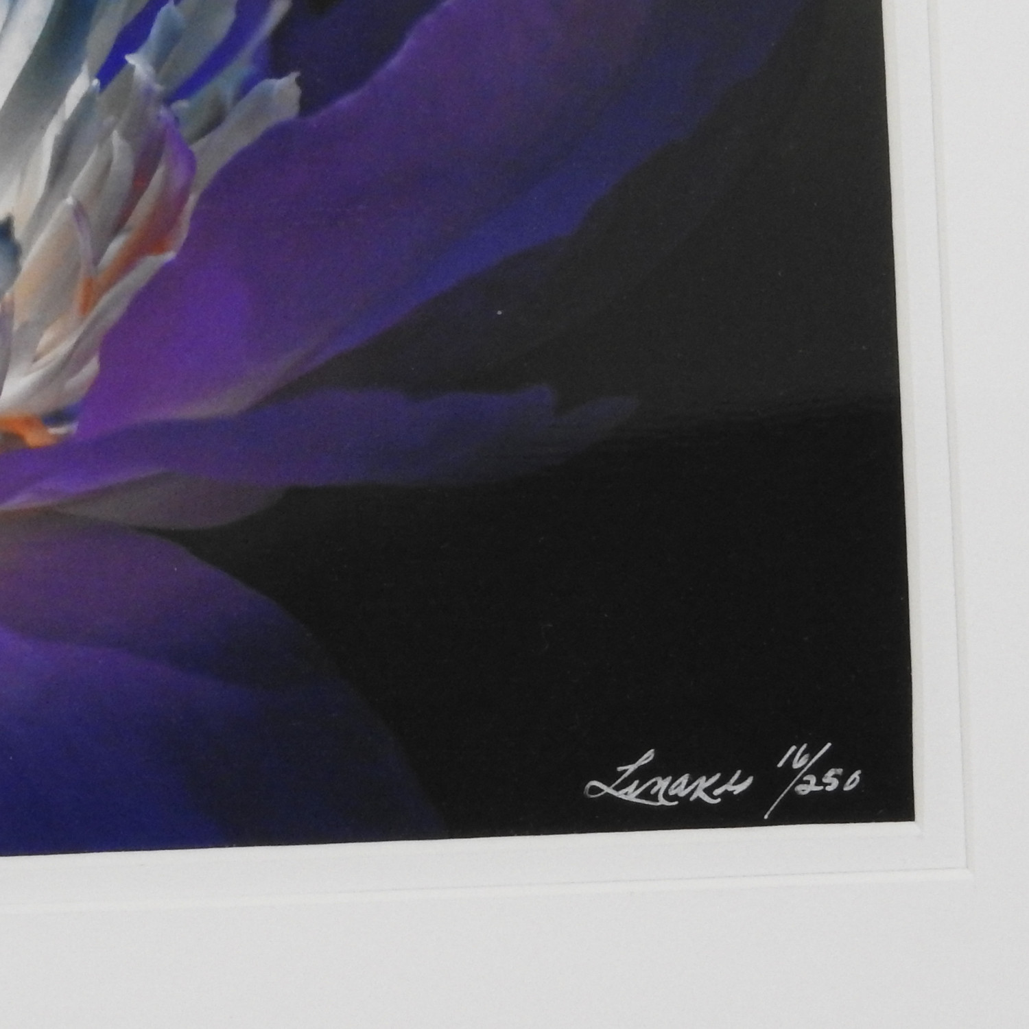 Perfect #16 of 250 18″x24″ Color Photograph Professional Frame Mat Flower