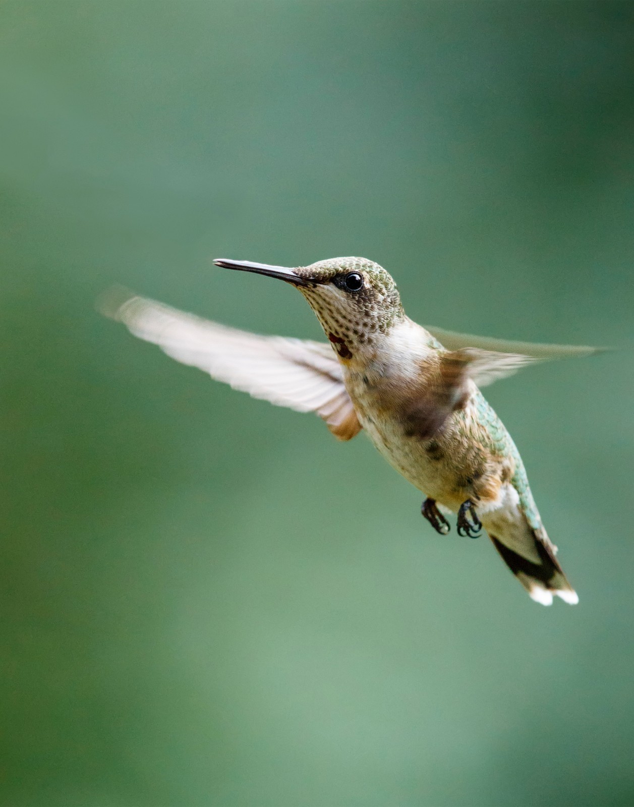 Female Ruby-Throated Hummingbird 11×14 Photograph Print 11″x14″