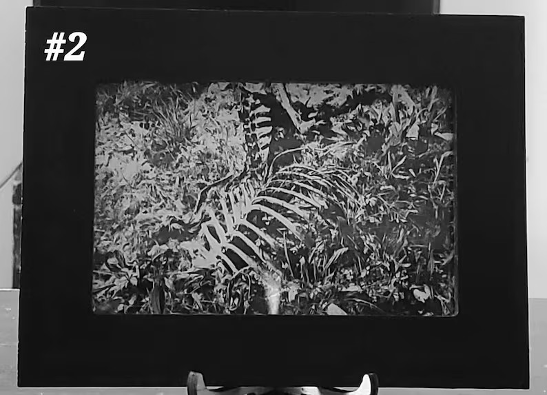 Framed Vulture Culture Photography: Pennsylvania Roadkill & Bones