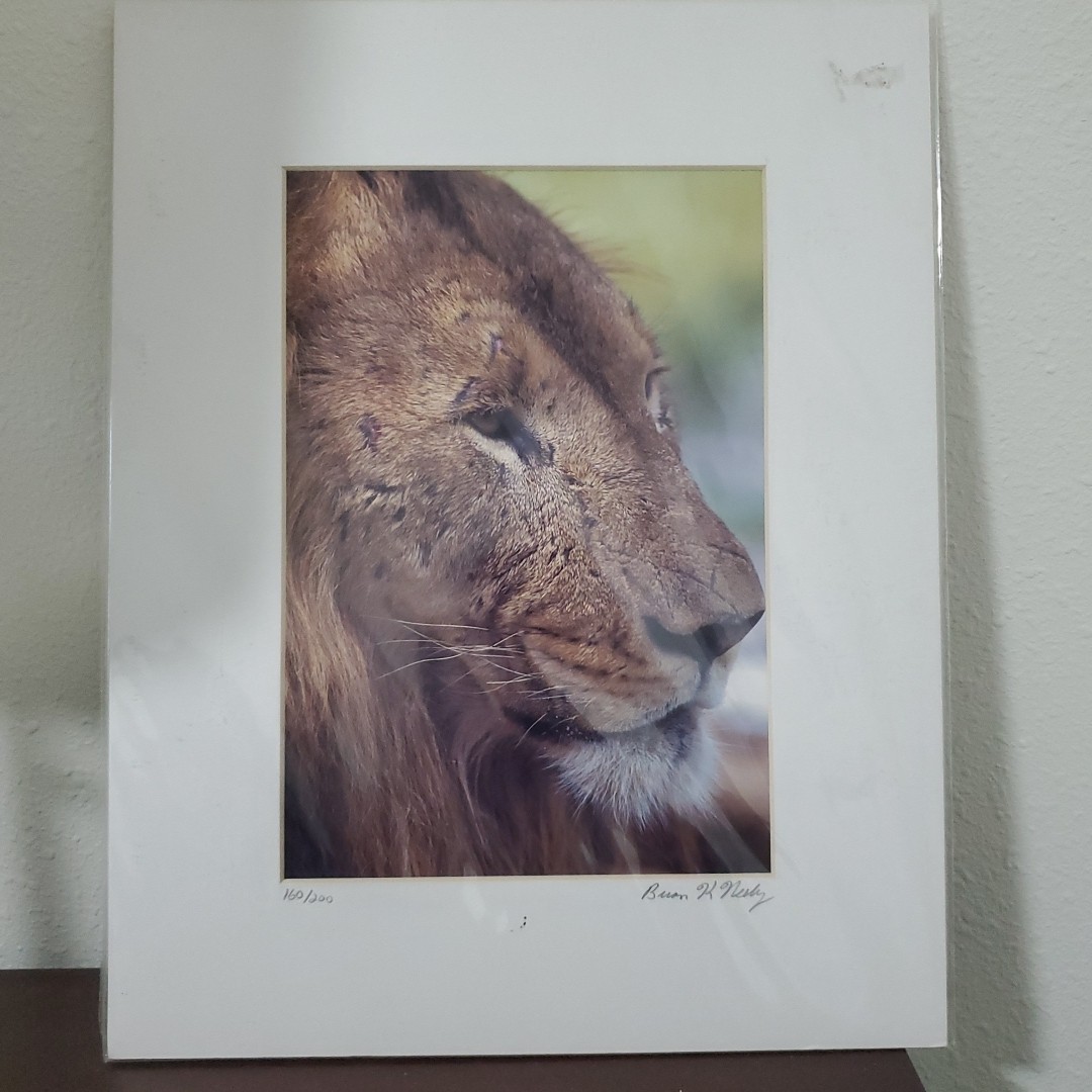 Brian K. Neely Photograph Of a Lion Signed 160/200 W Certification
