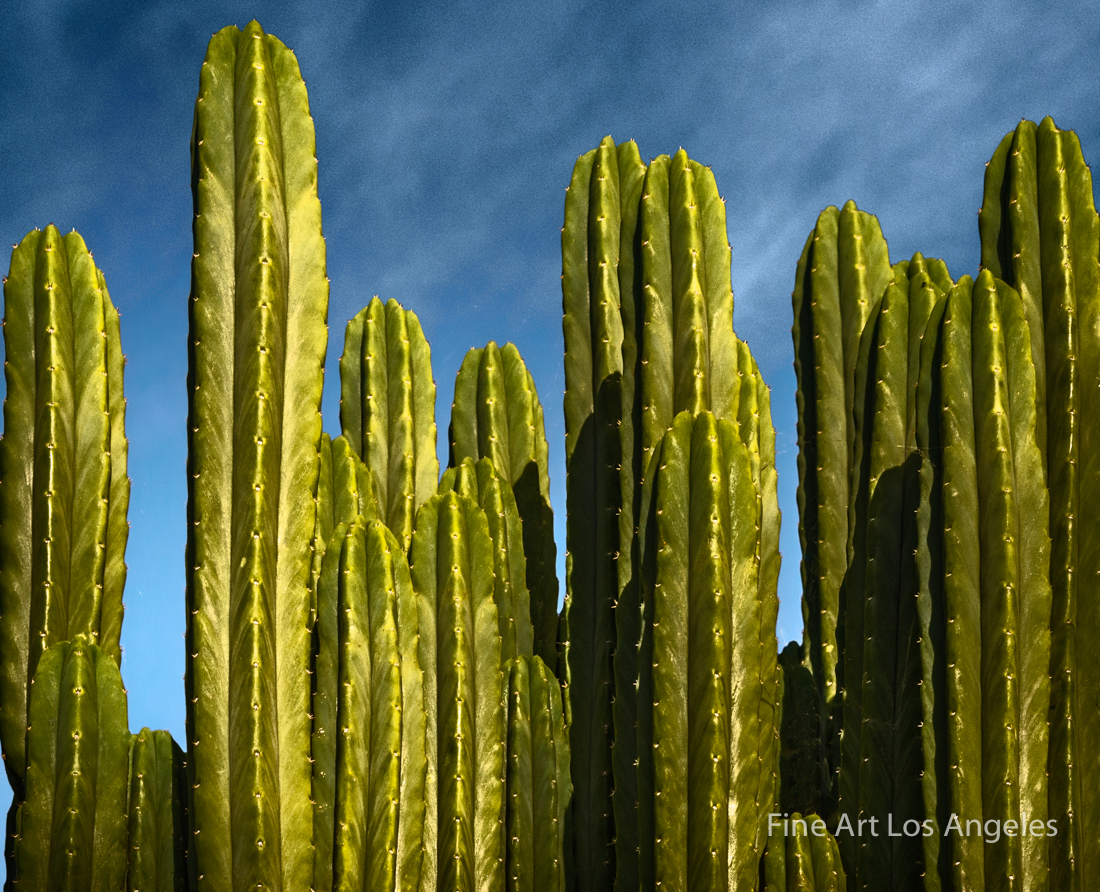 Jay Buchsbaum Photo, Untitled #5 Cactus and Sky
