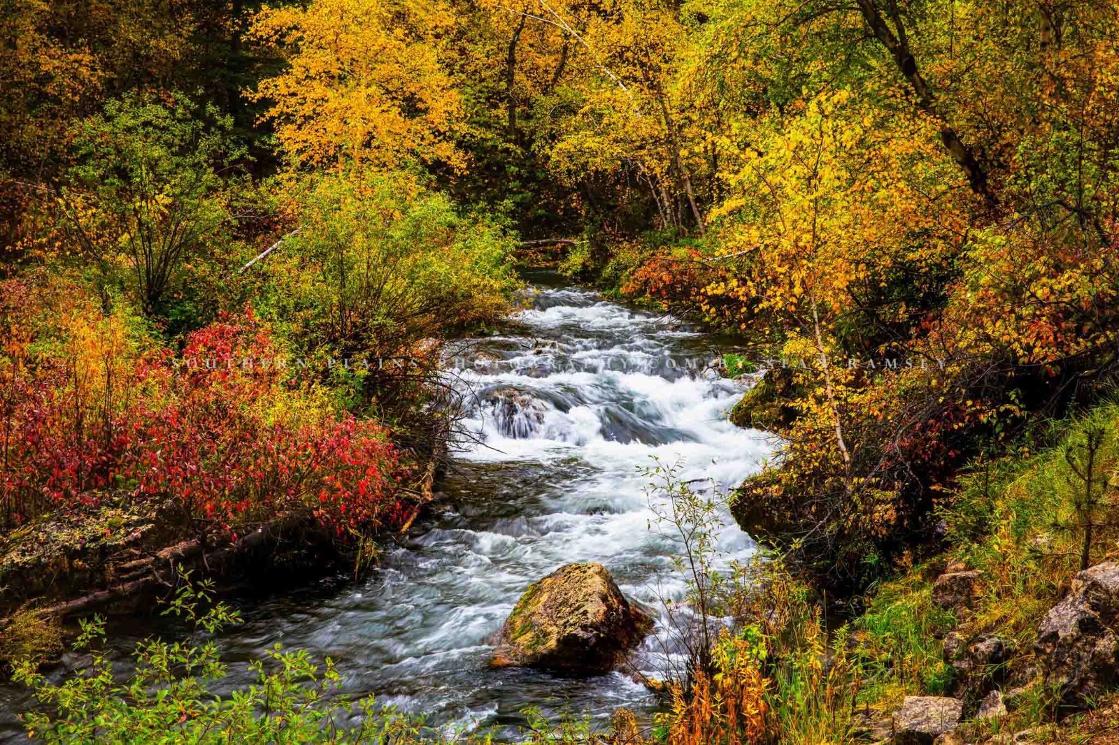 Spearfish Canyon South Dakota Creek Black Hills Landscape Photography Print