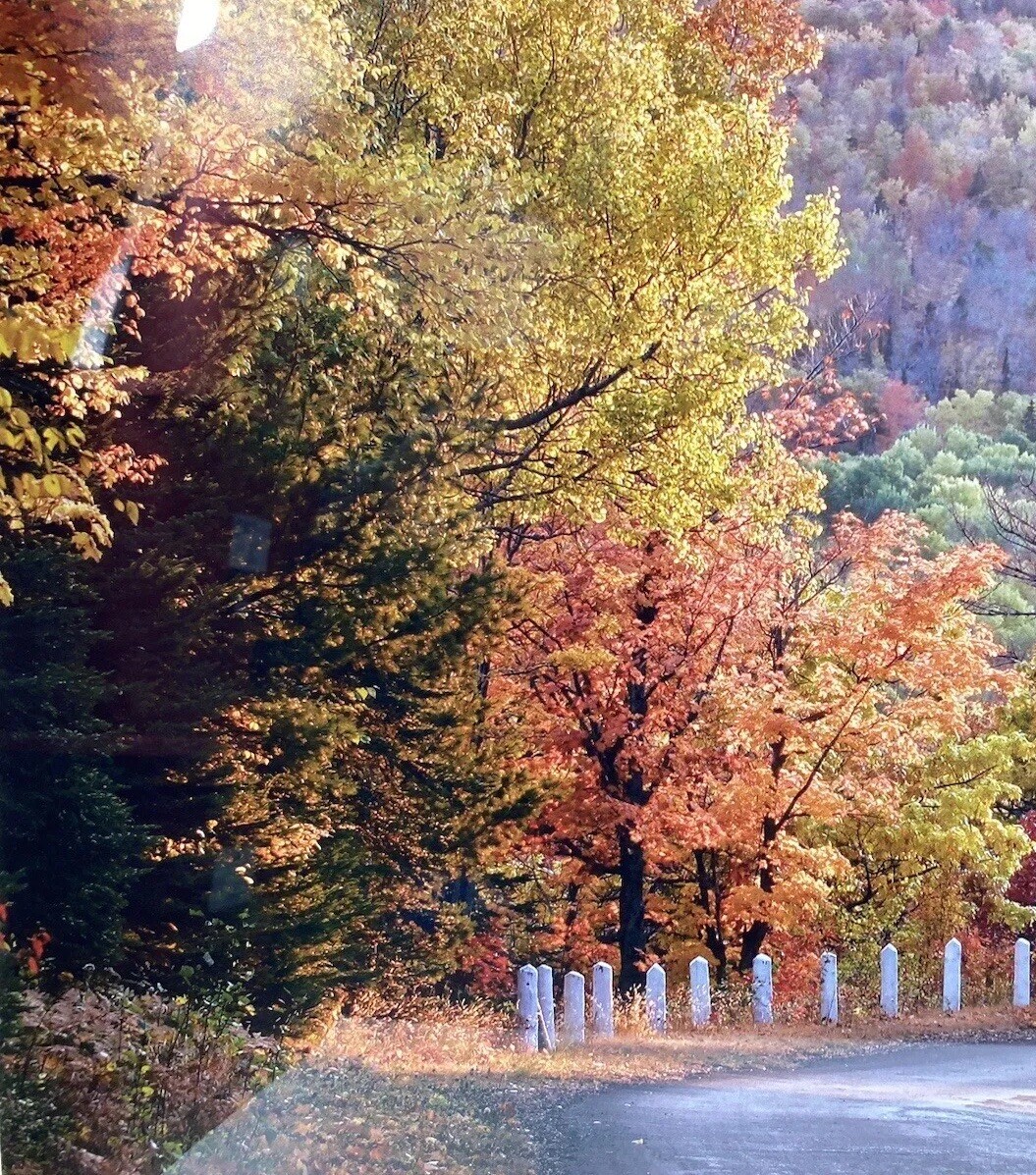 Steve Primm Autumn Drive Landscape Art Panoramic Photo Print Signed
