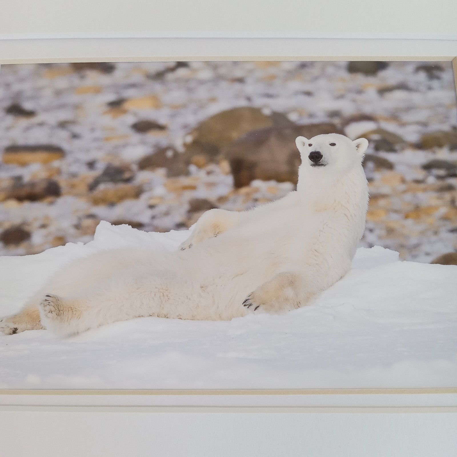 Polar Bear Photography Prints Set of 2 Matted Wildlife Art Photos Mike Johnson