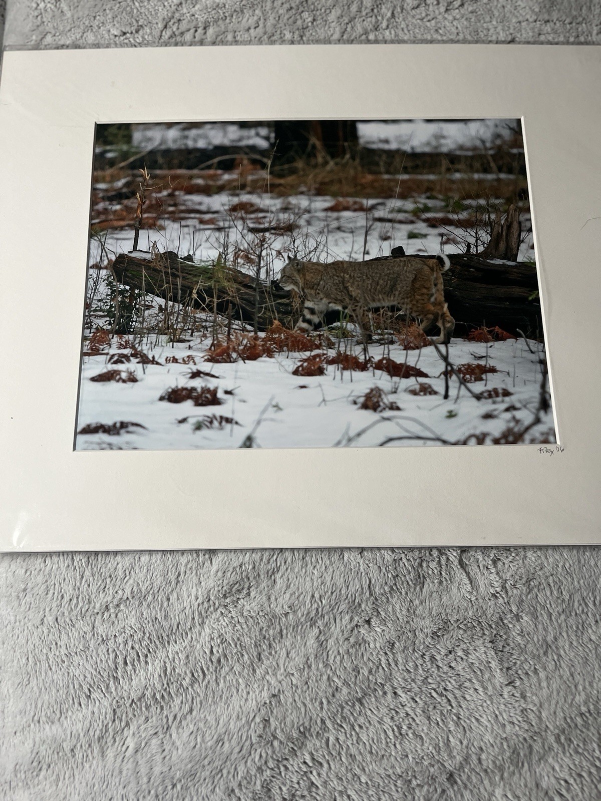 Kevin Fox Bobcat Wildlife Print Yosemite Winter 2006 Matted 16×20 KPF51