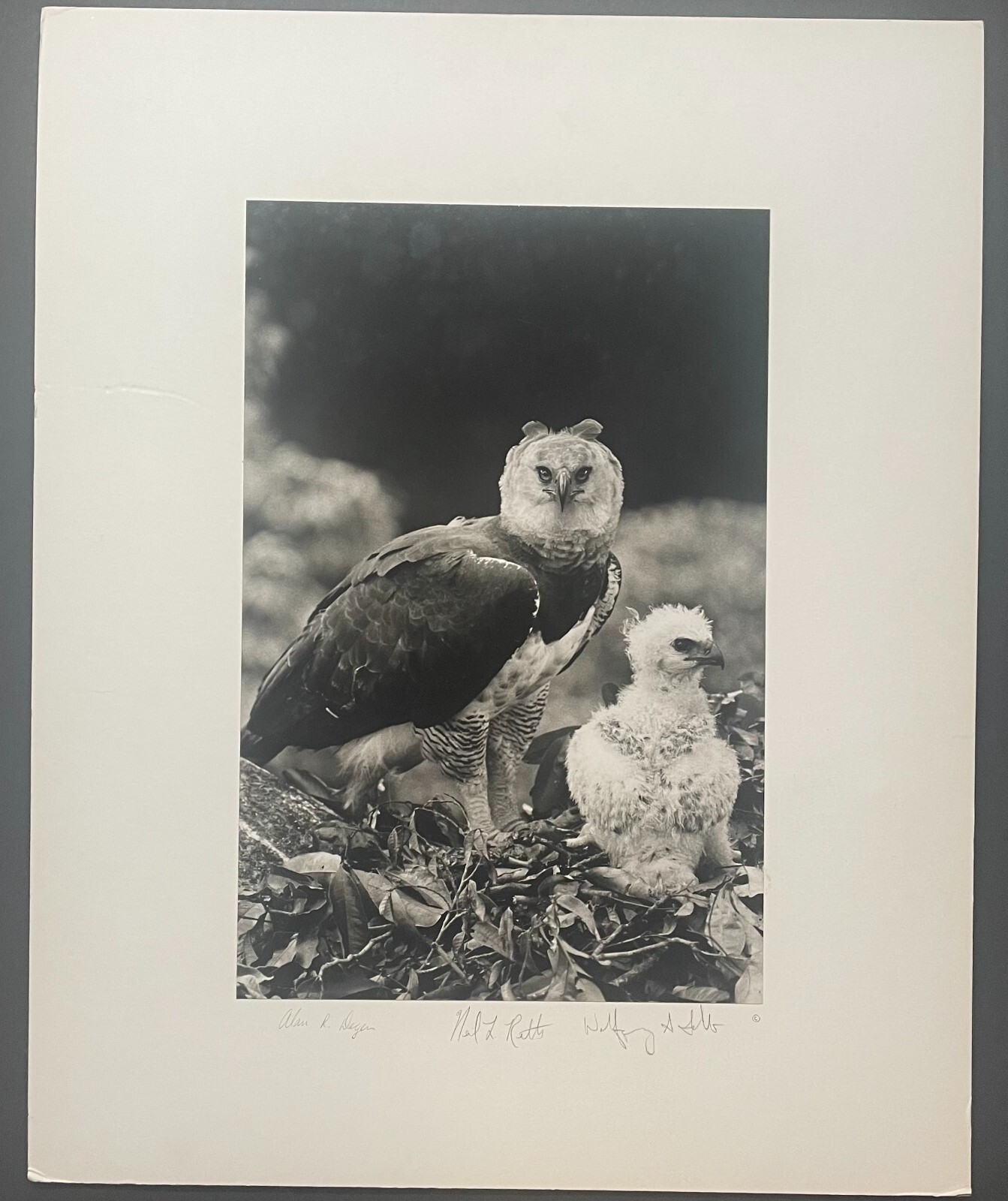 Rare 1975 ‘Harpy EAGLE Mother & Baby Fledgling’ in Nest NEIL RETTIG Photograph