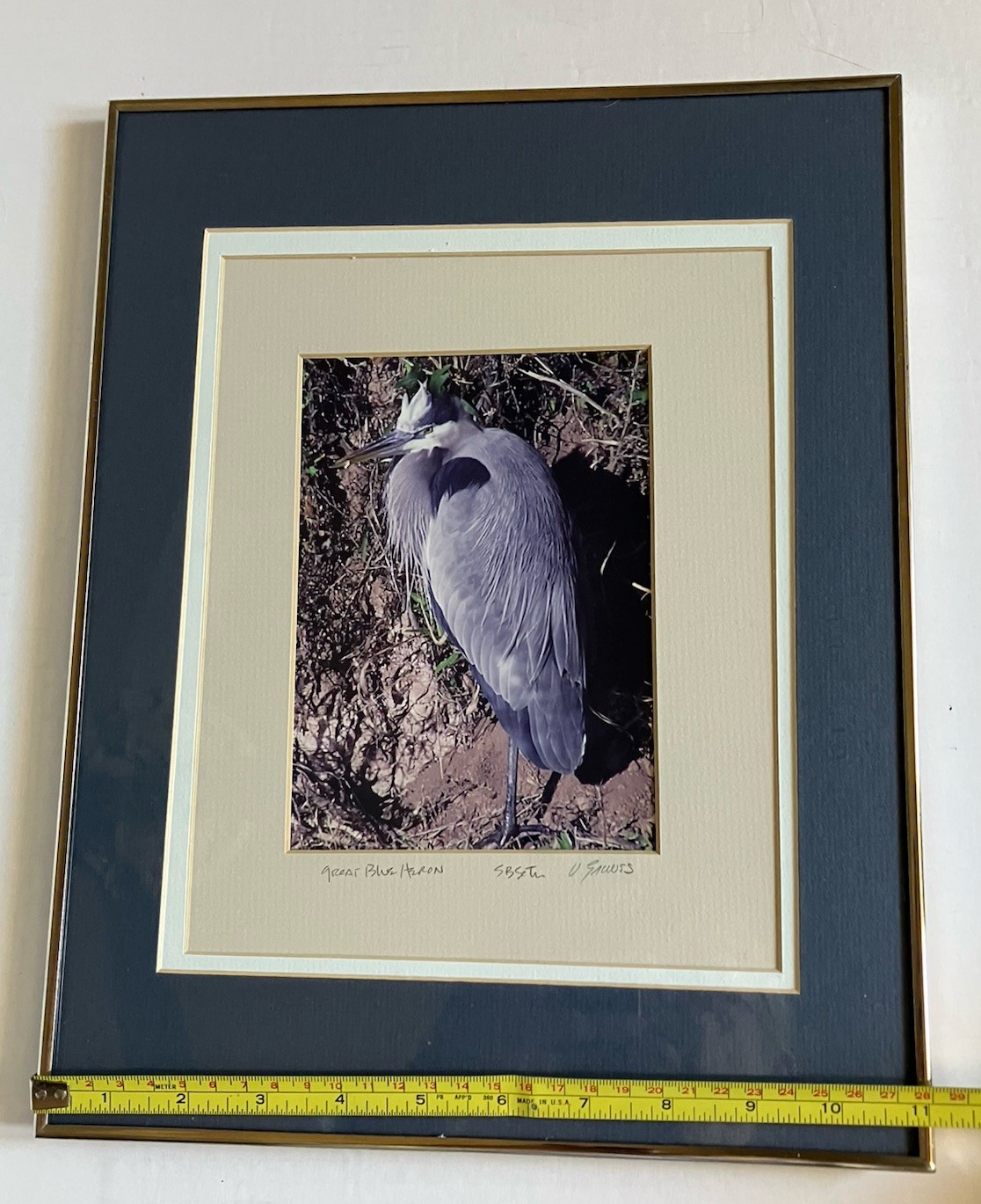 Framed And Matted Photograph Great Blue Heron Signed 14 X 11 Inches