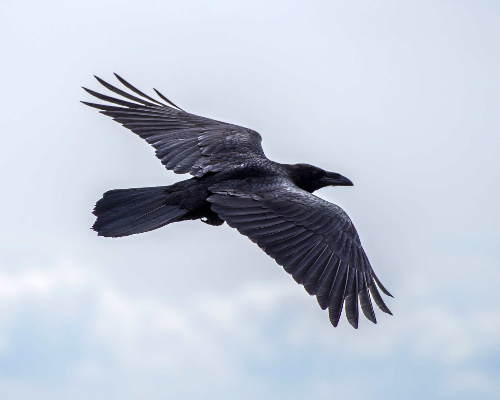 Flying Raven 8″x10″ Photograph 8×10 Print