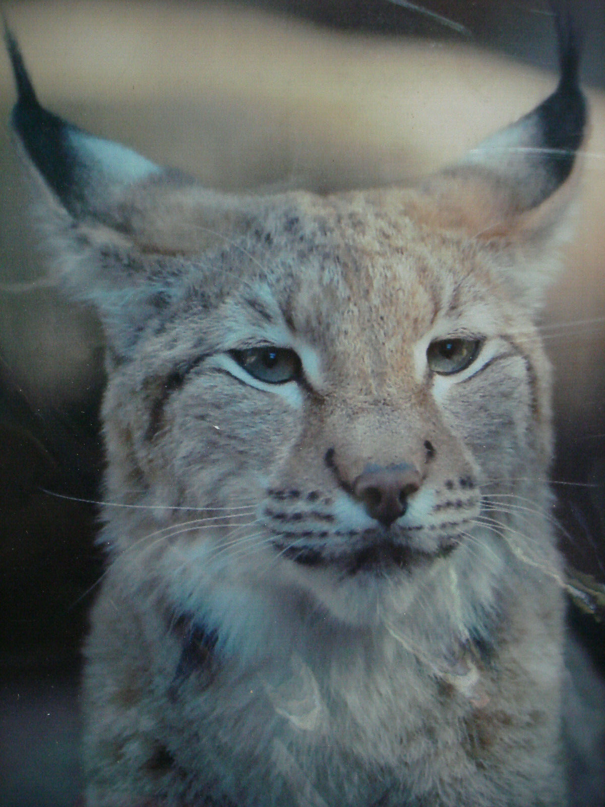 8″x10″ Matted Lynx Portrait Art by Eric Van Pelt 2007