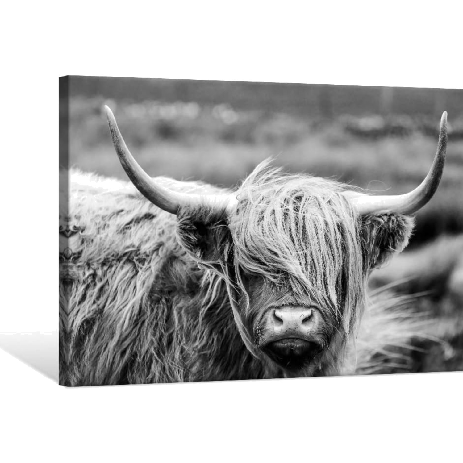 Highland Cow Photography Wildlife Portrait Picture Black and White Closeup An…