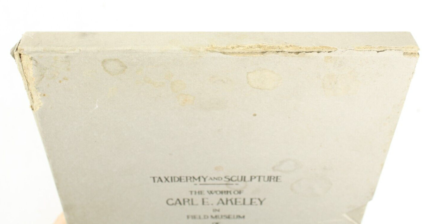 1927 Carl Akeley Photo Set Field Museum Natural History IL Taxidermy & Sculpture