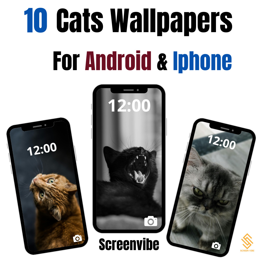 Cute Cat Animal Wallpaper Background Digital Picture, Adorable Pet Friend