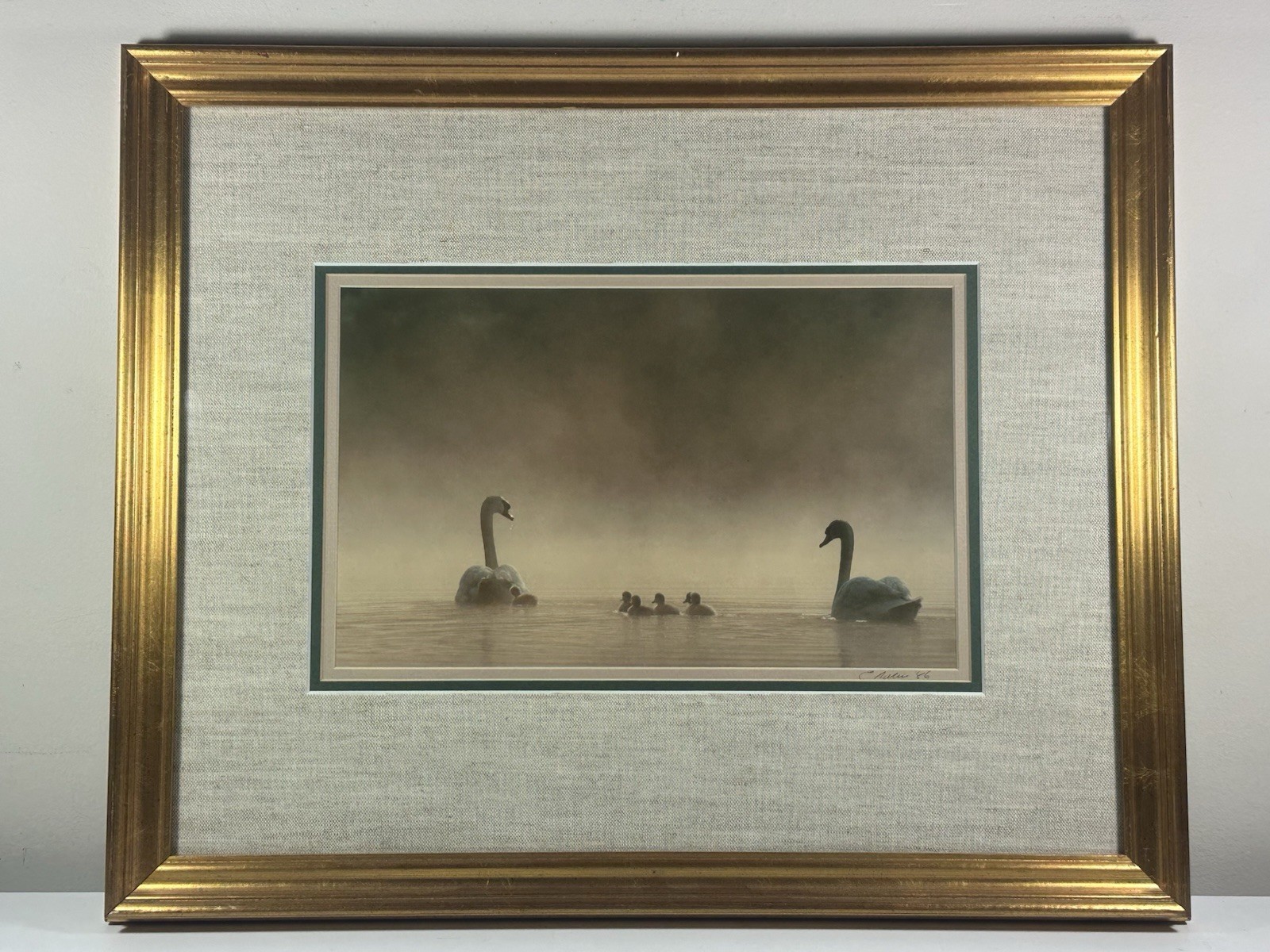 Family Of Swans Edward Robinson Nature Photographer Signed Photo Matted & Framed