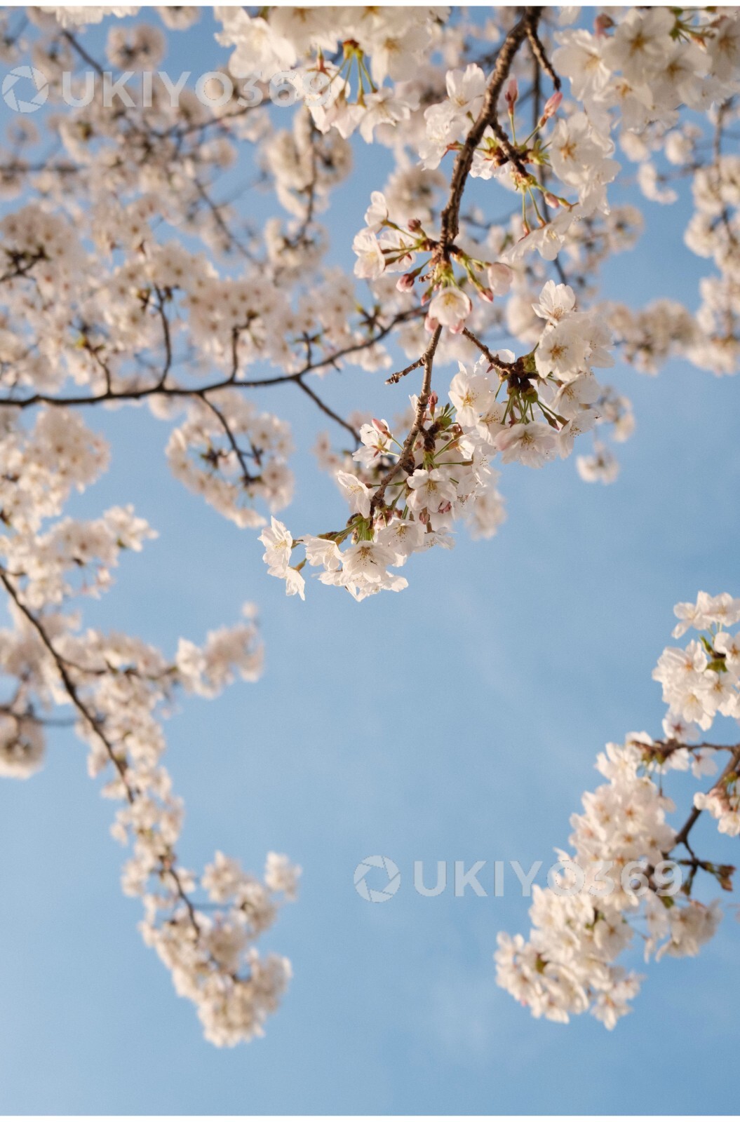 Digital Image Picture Photo Wallpaper Background Desktop Japan Cherry Blossom
