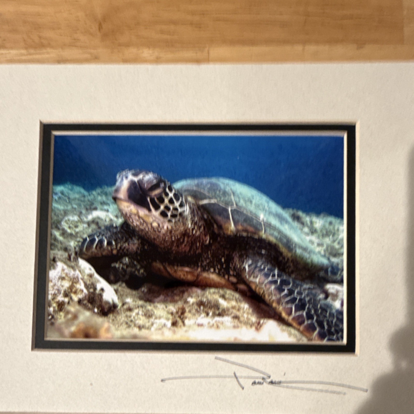 Glenn Poulain Signed Sea Turtle Underwater Color Photograph Print Matted