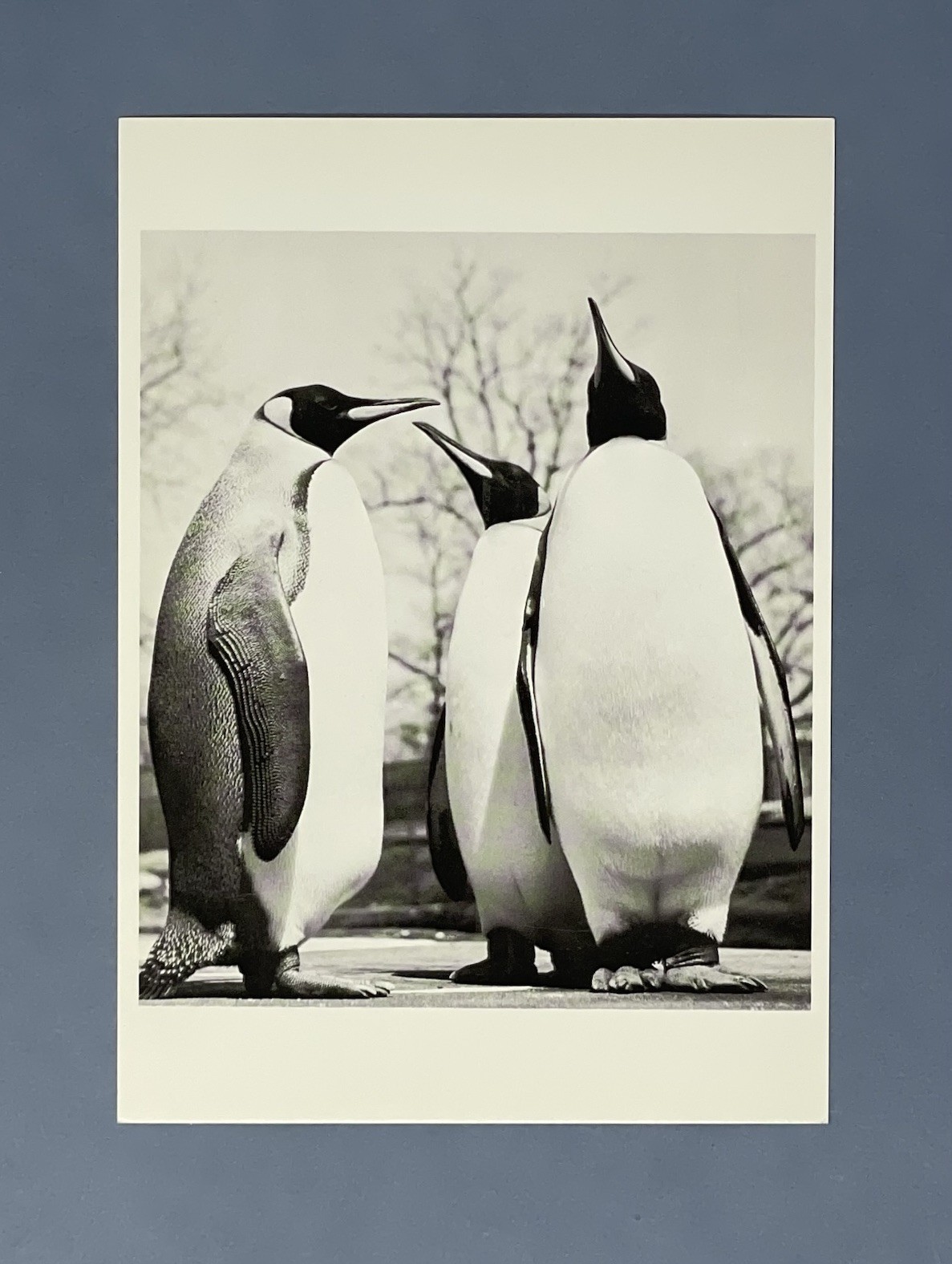 Royal Penguins c. 1950 Fotofolio Art Print Card Photo By Ylla (1911-1955)