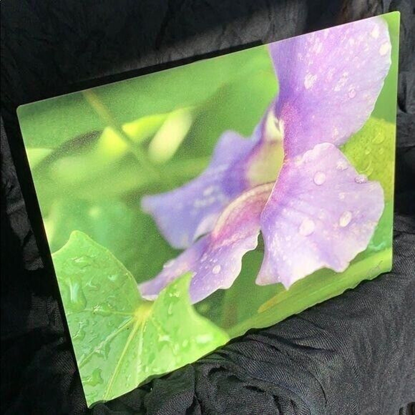 Stunning Dew Kissed Flower Signed Metal Photograph Print Art Wall Hanging
