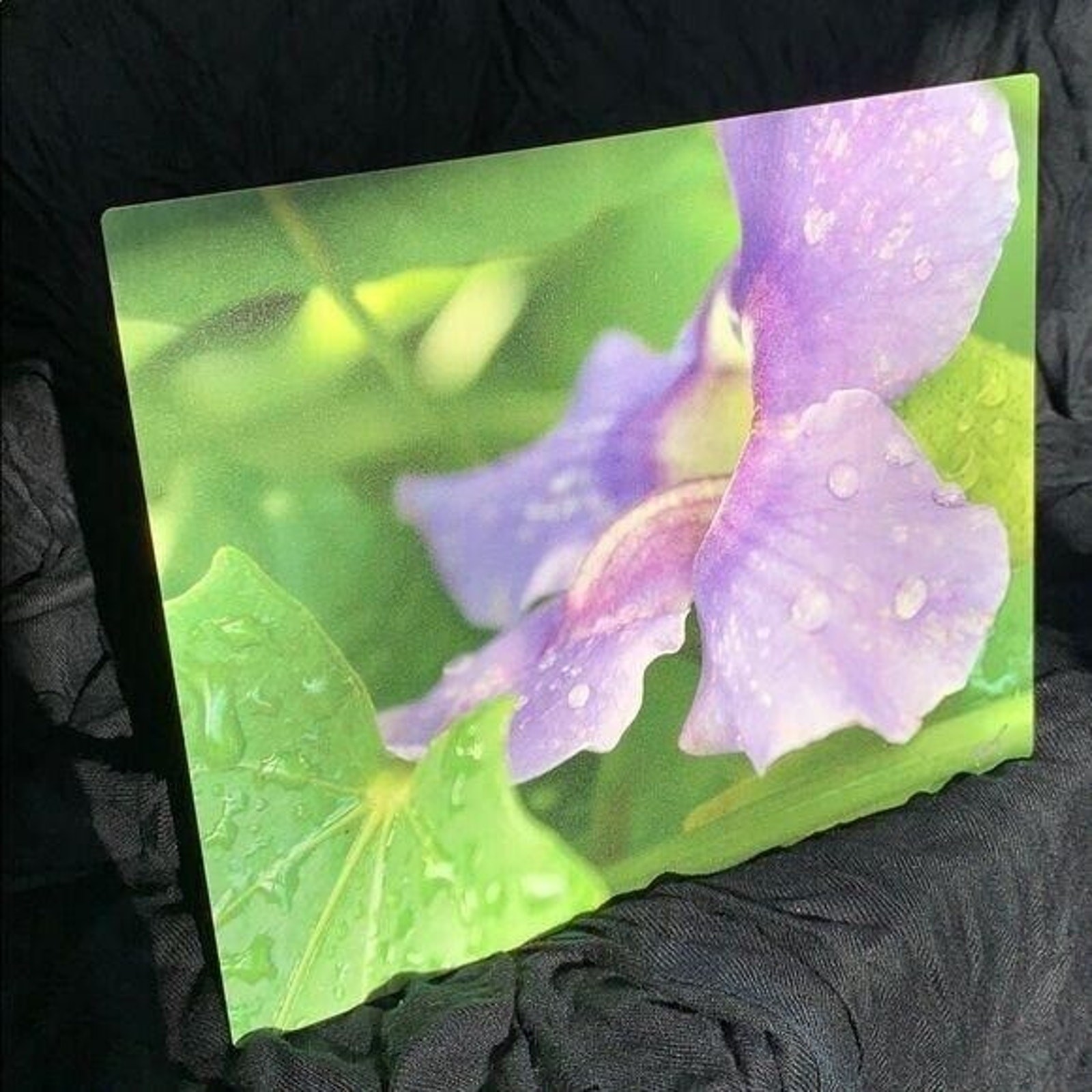 Stunning Dew Kissed Flower Signed Metal Photograph Print Art Wall Hanging