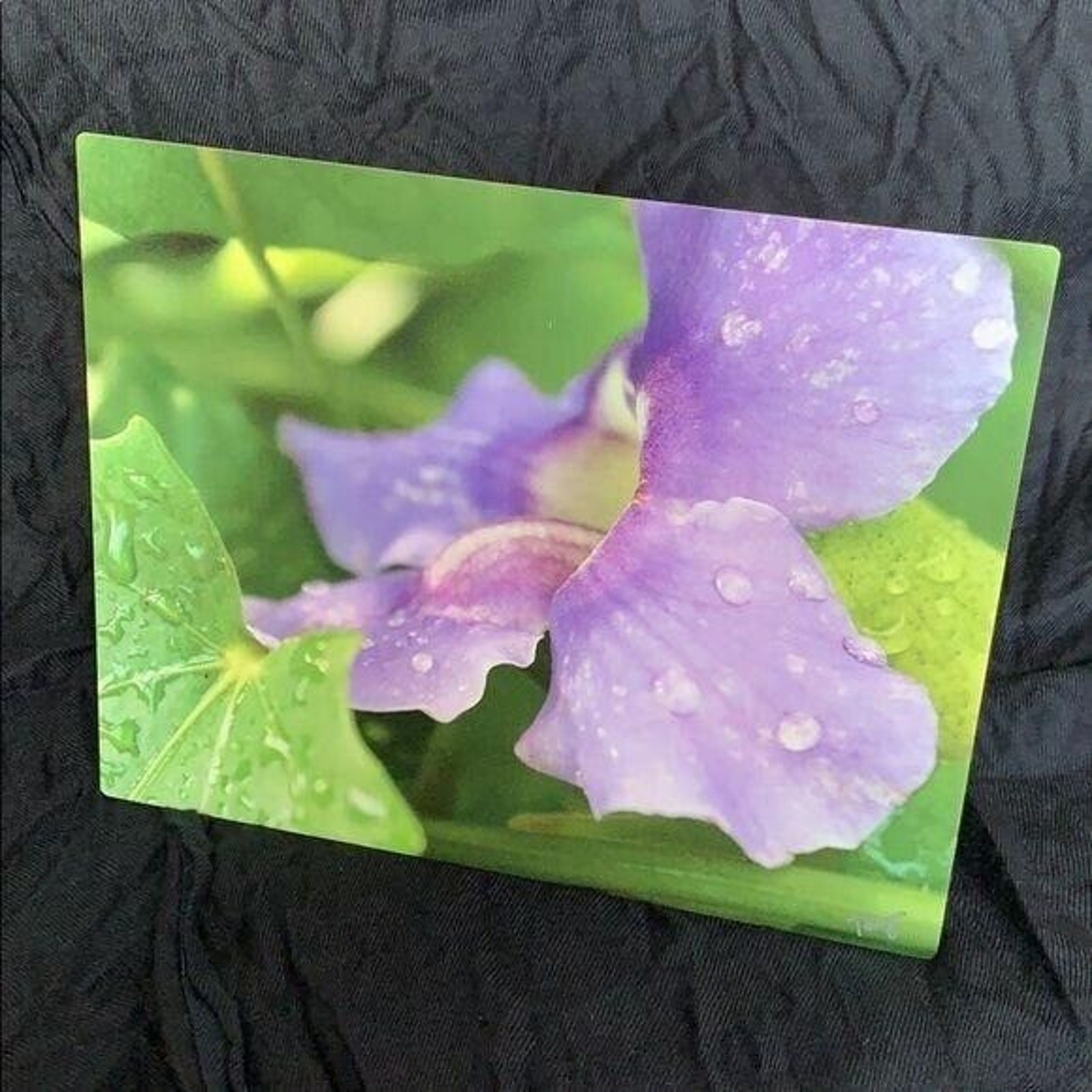 Stunning Dew Kissed Flower Signed Metal Photograph Print Art Wall Hanging