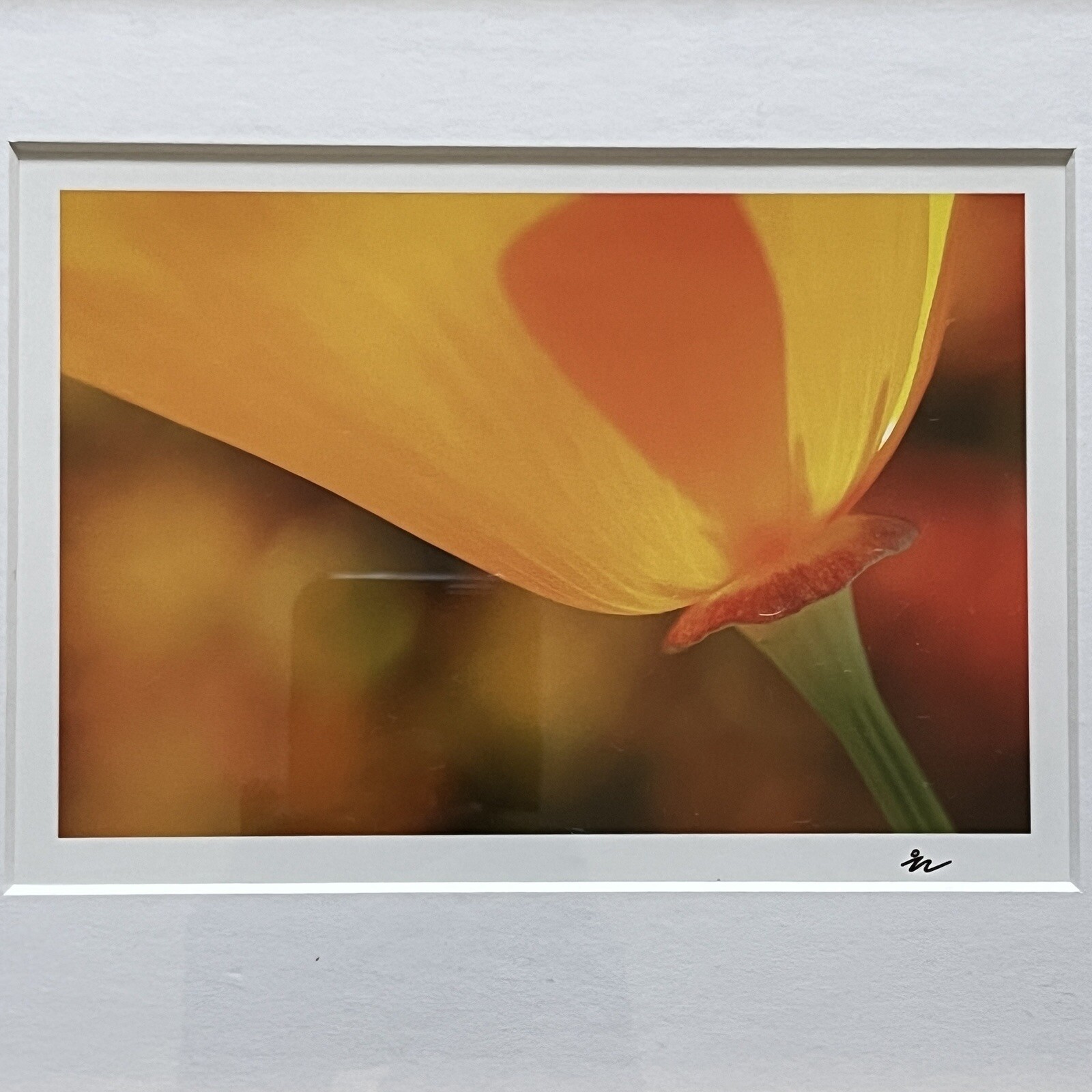 California Poppy Flower Art Photograph Signed & Framed