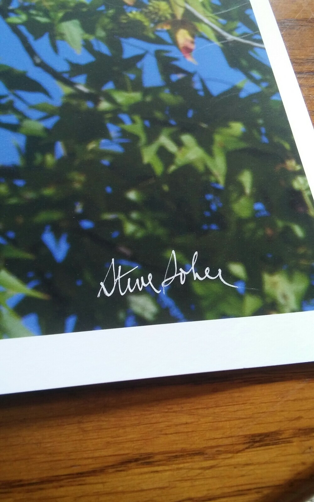 19×13 Digital Art Photograph Bald Eagle Wings Spread In Tree Signed By Artist
