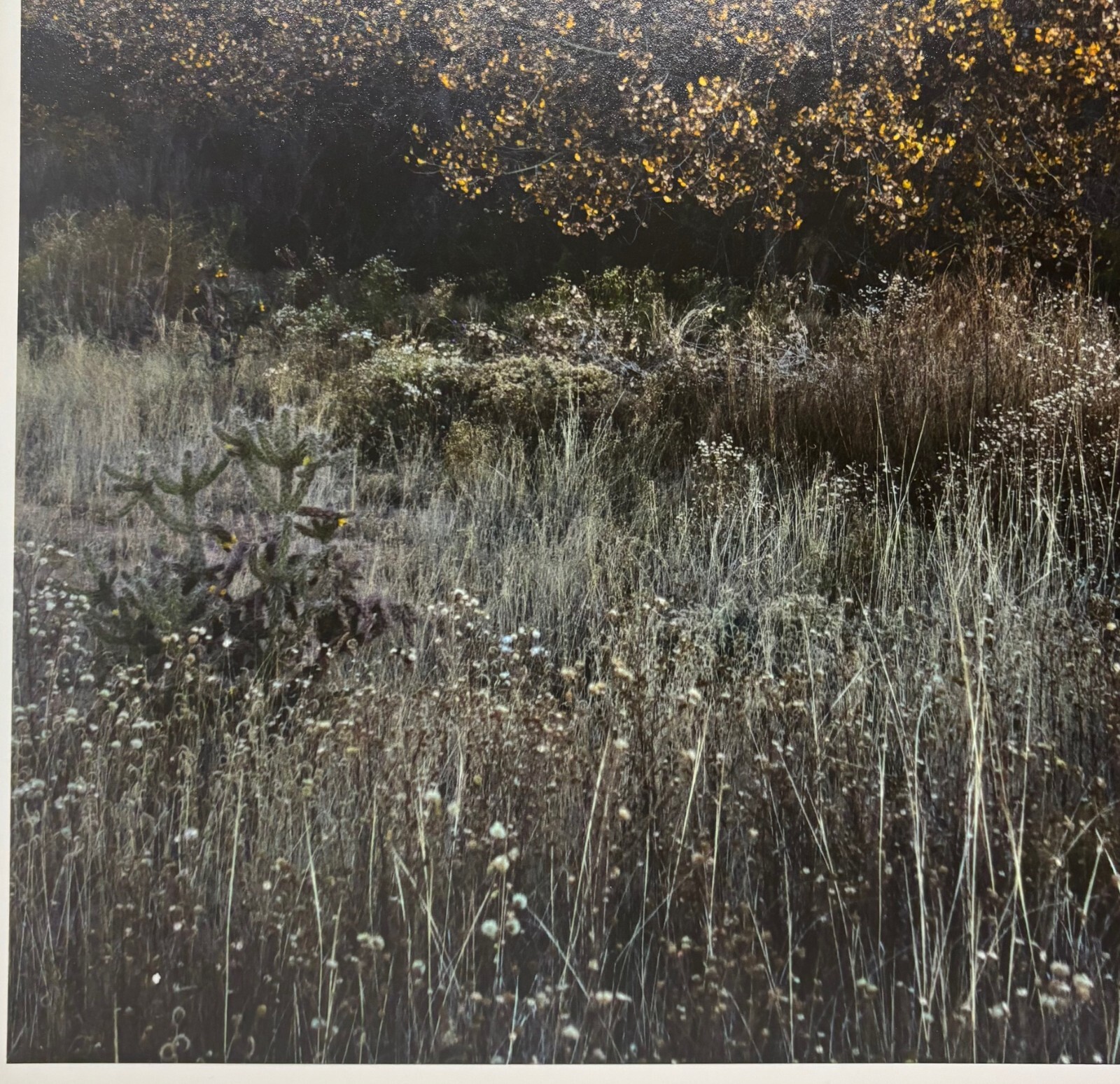 Vintage SUSANNAH HAYS ‘Star Vibrations’ SANTA FE New Mexico Landscape PHOTO