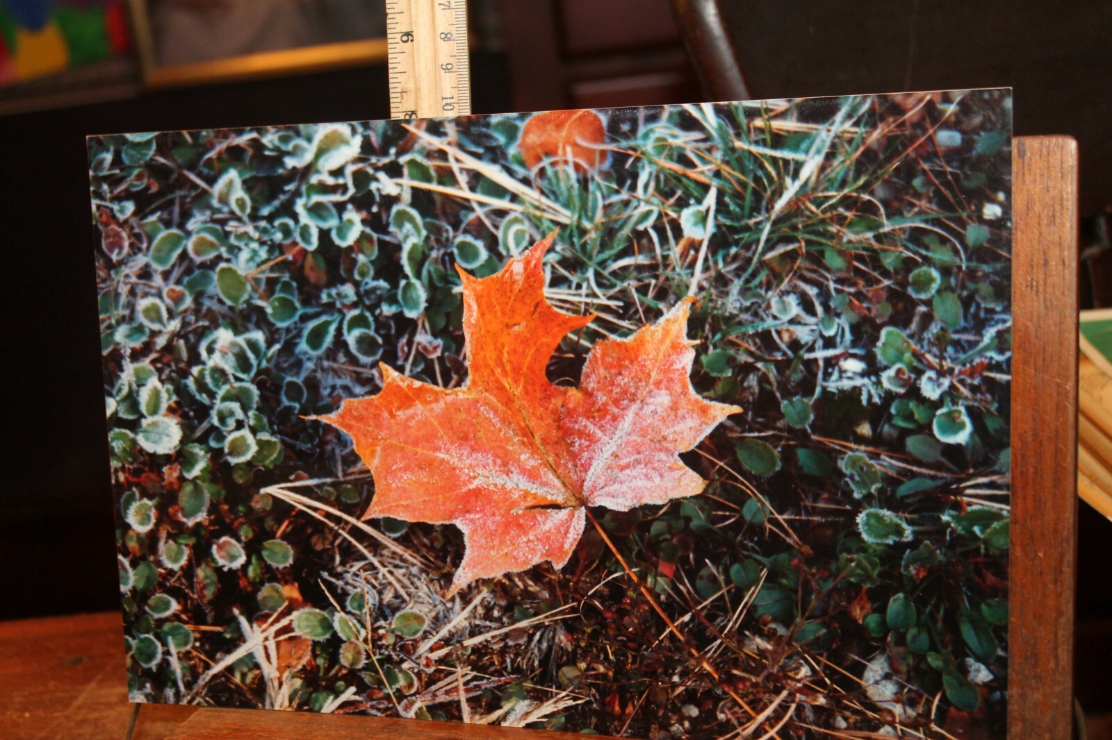 Vintage Signed 8×12 Photo W. Beebe East Tennessee Fall Leaf