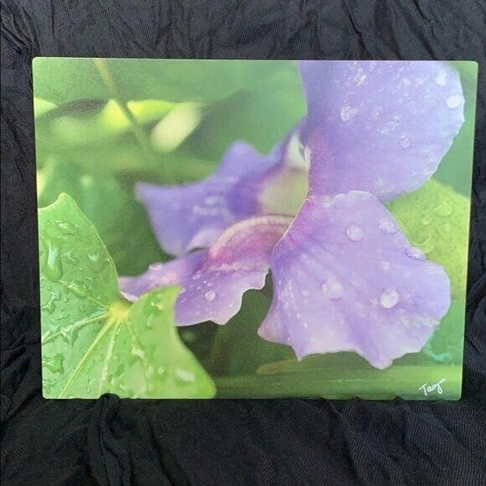Stunning Dew Kissed Flower Signed Metal Photograph Print Art Wall Hanging