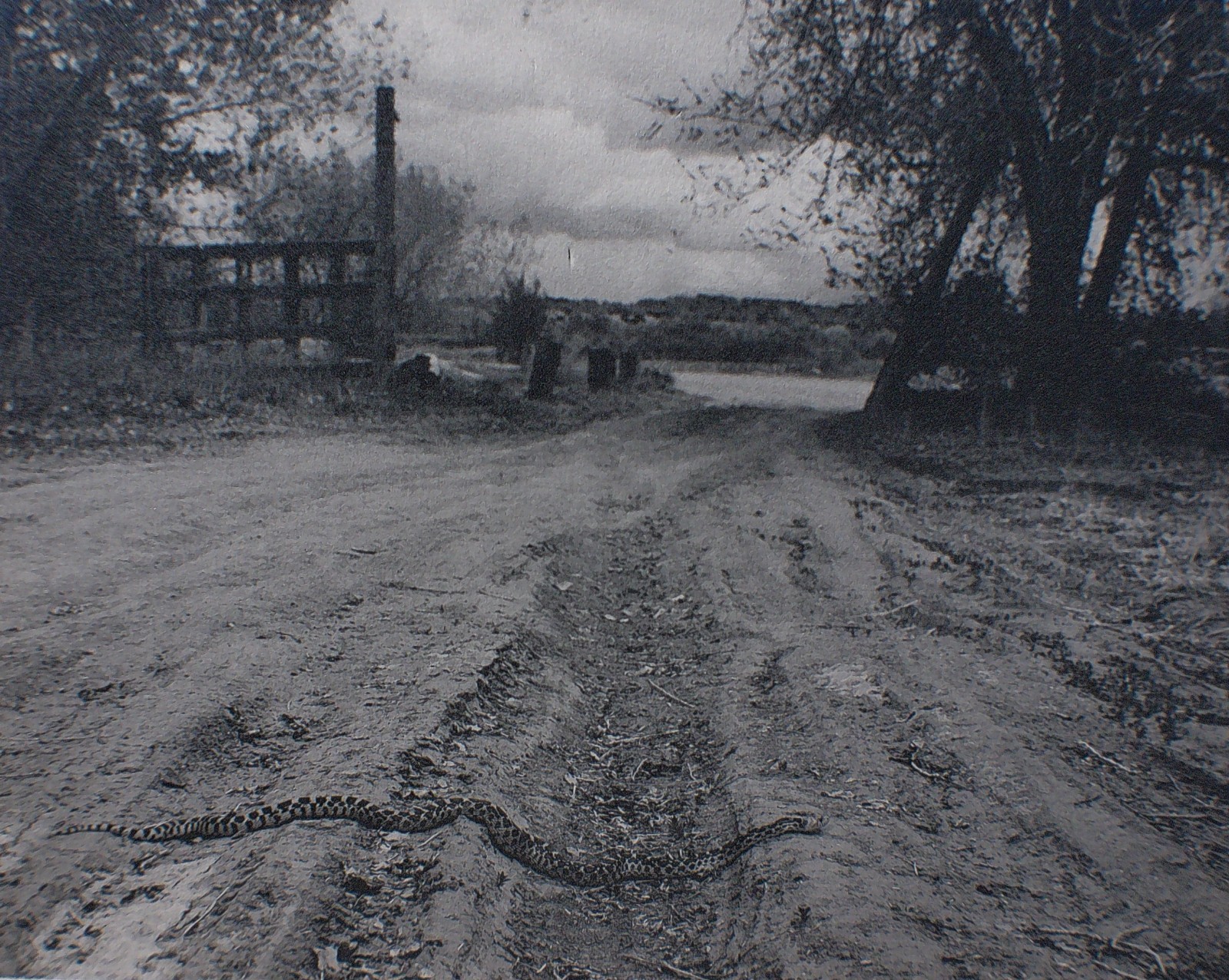 ” Snake! ” 1982 RAY BELCHER, Silver Gelatin Print , Santa Fe New Mexico