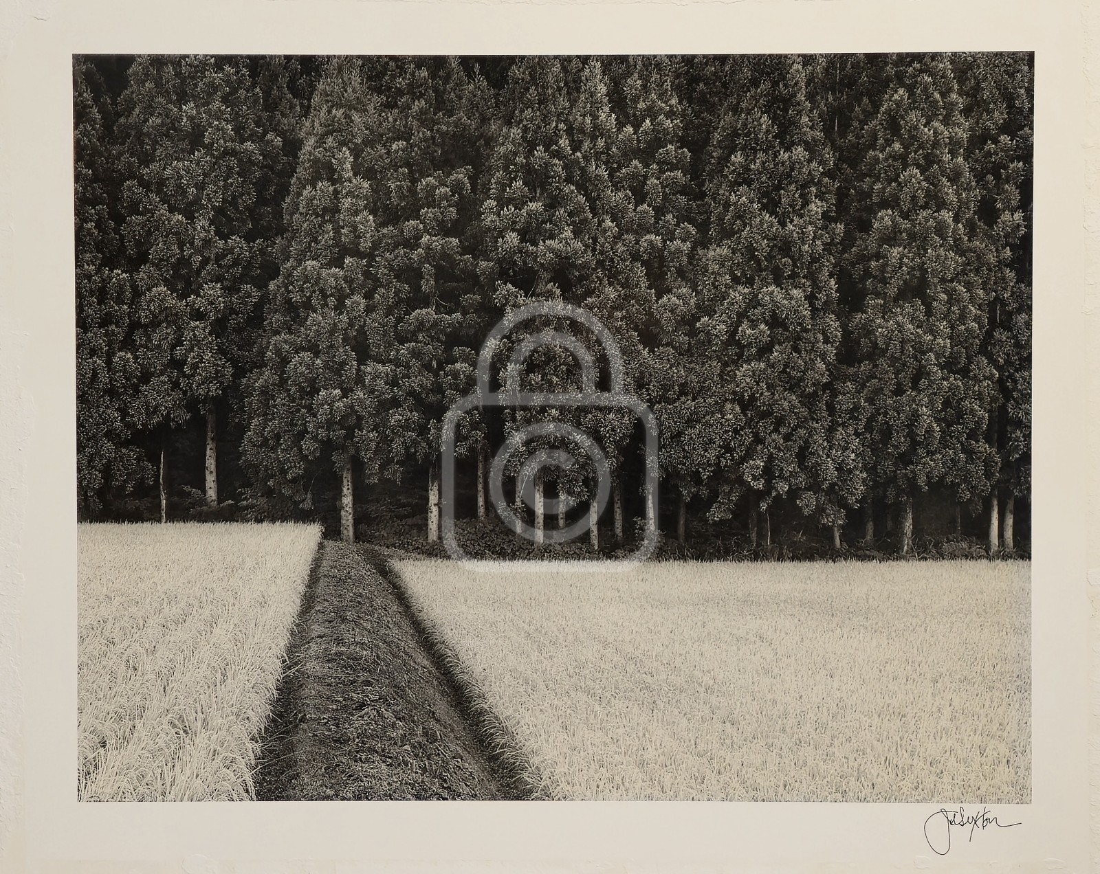 1990’s John Sexton Signed Photograph. Rice Field & Pine Forest. Tohoku, Japan