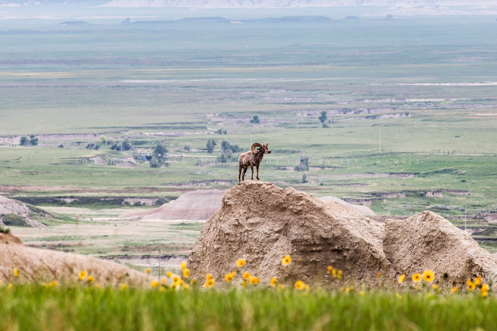 Wildlife Photography Print – Bighorn Sheep Badlands National Park South Dakota