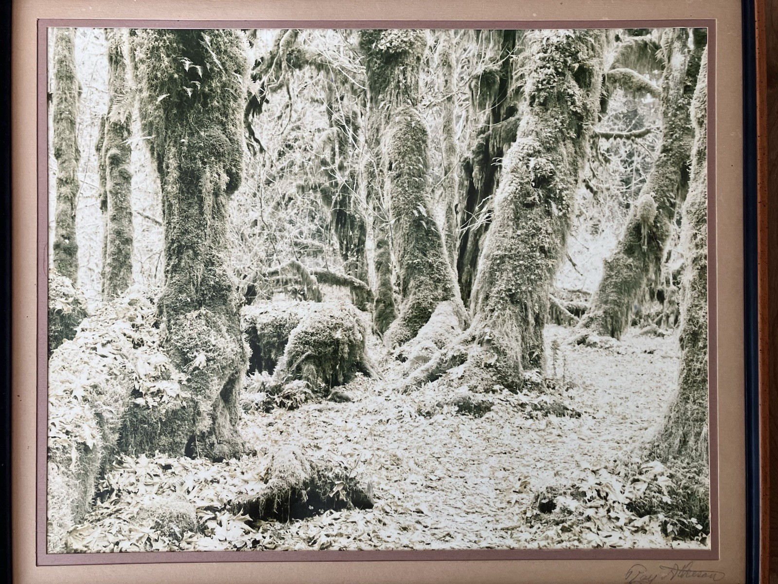 Ray Atkeson Original Photo Large Frames Signed Old Forest Landscape Oregon