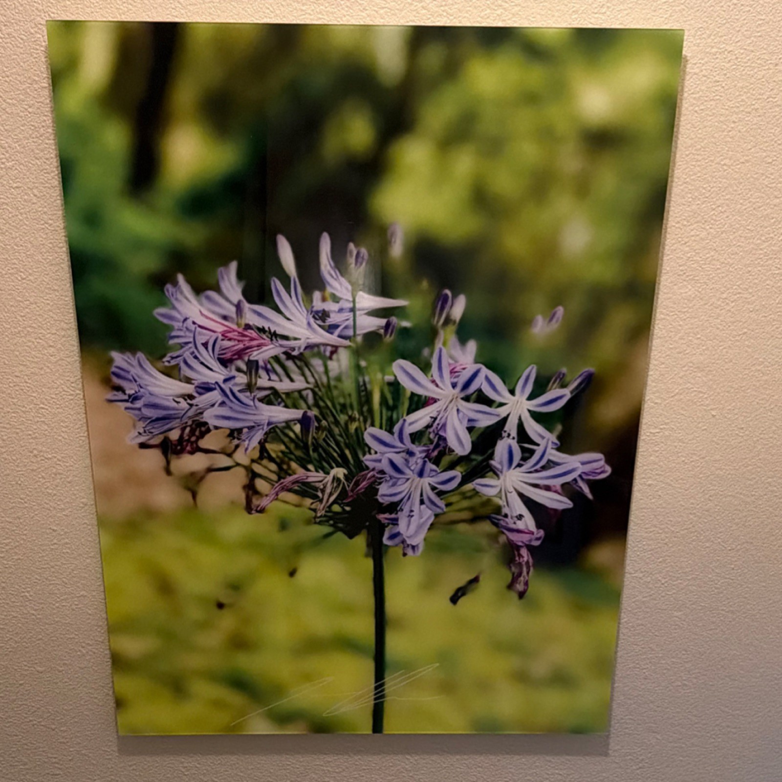 Color Nature Photography Portrait of Flowers and Plants