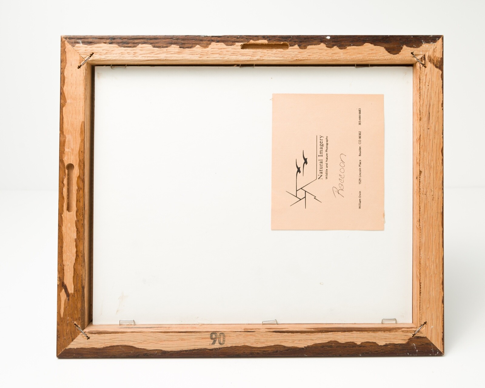 VTG Nature Photographs – Cottontail Raccoon William Ervin Natural Imagery Signed
