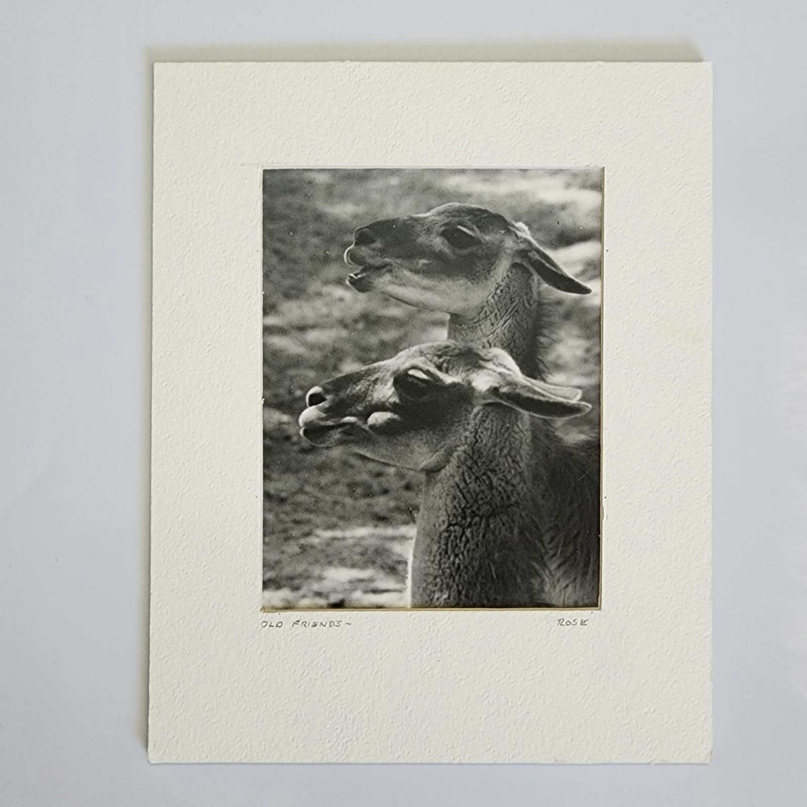 Art Photograph Two Llamas “Old Friends” Signed Rose Arizona Wildlife Photography