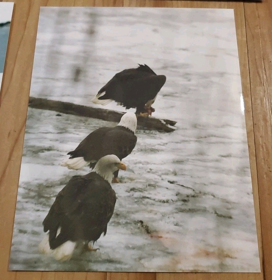 American Bald Eagle Print Pictures Lot of 4 Water Nature Preserve 8×10