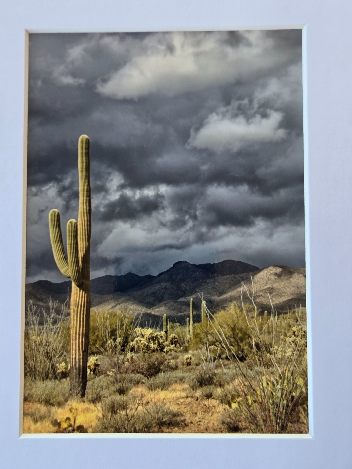 Unsigned 5″ X 7″ Photograph in Cardboard Frame 8″ X 10″ Desert Saguaro Cactus