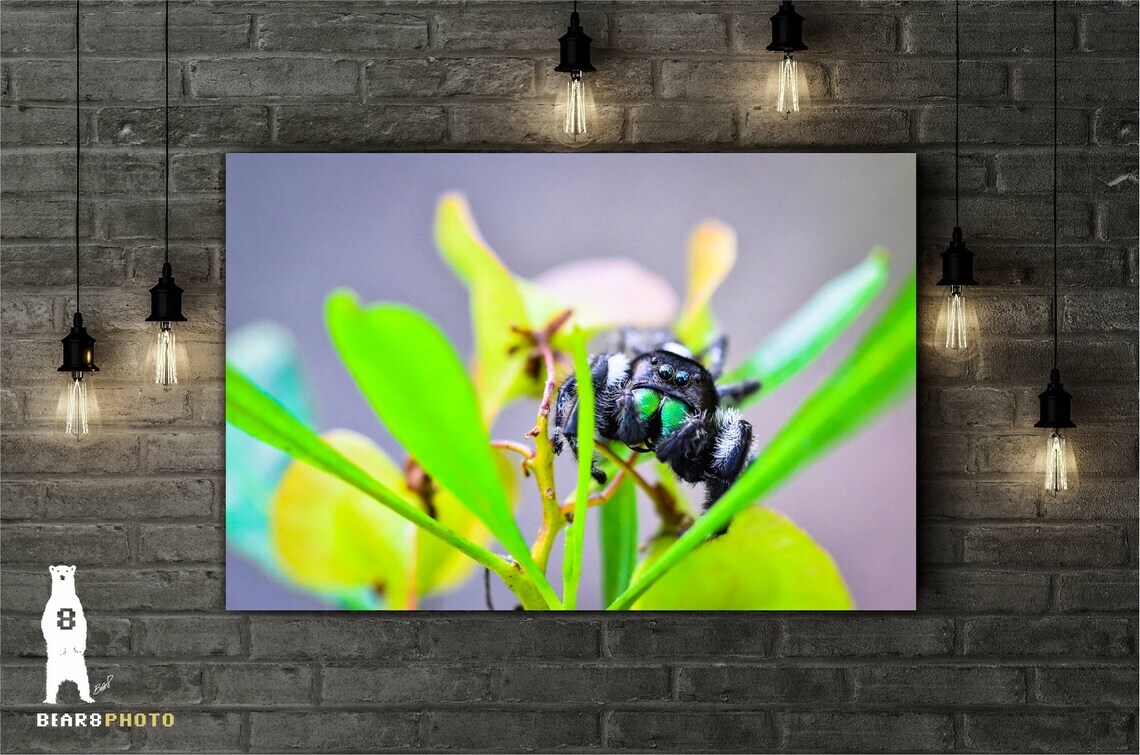 Daring Jumping Spider – Fine Art Macro Photography Prints – by Bear8Photo