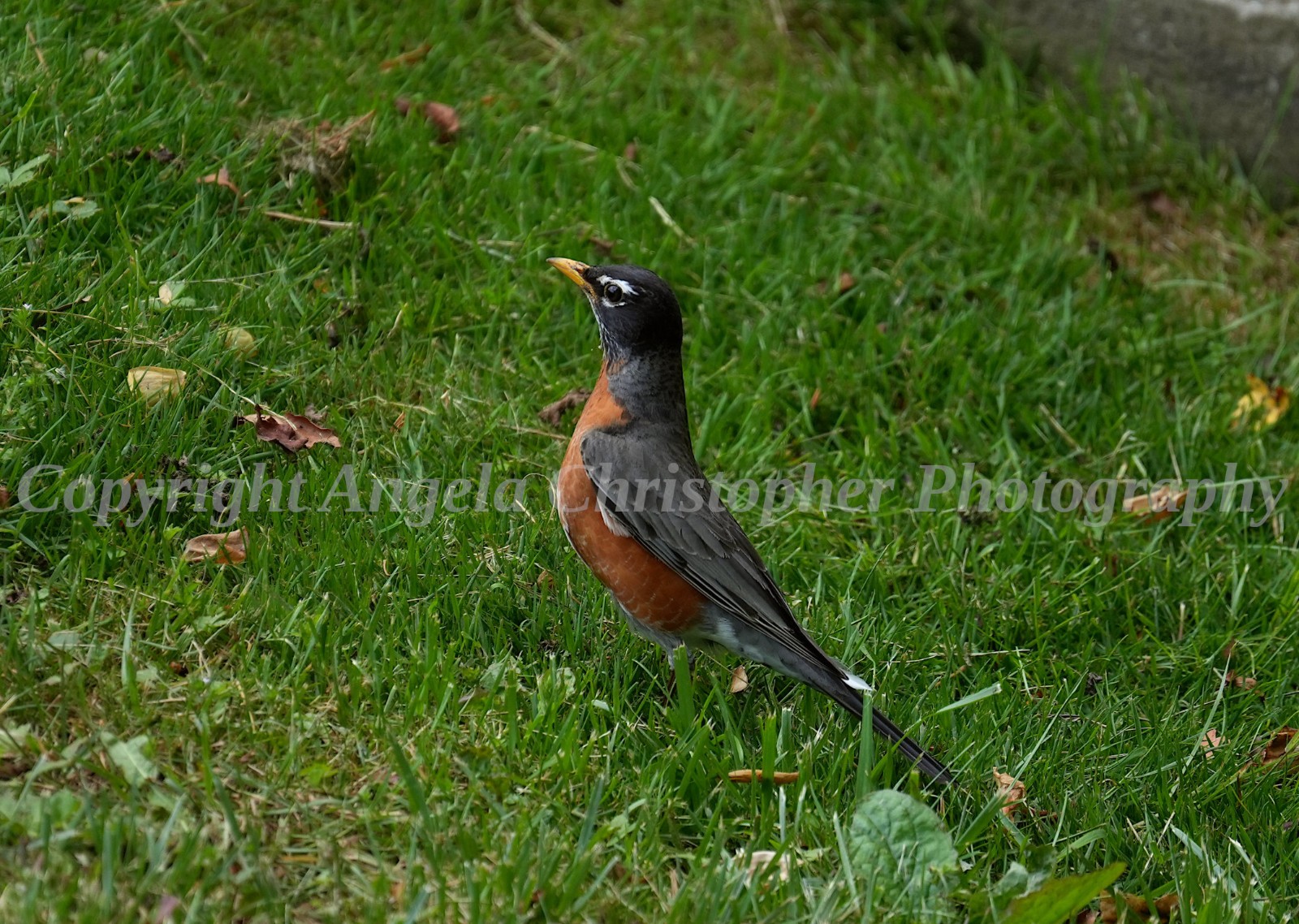 Original ACEO photo fine art print 2.5×3.5 in AMERICAN ROBIN II bird orange gray