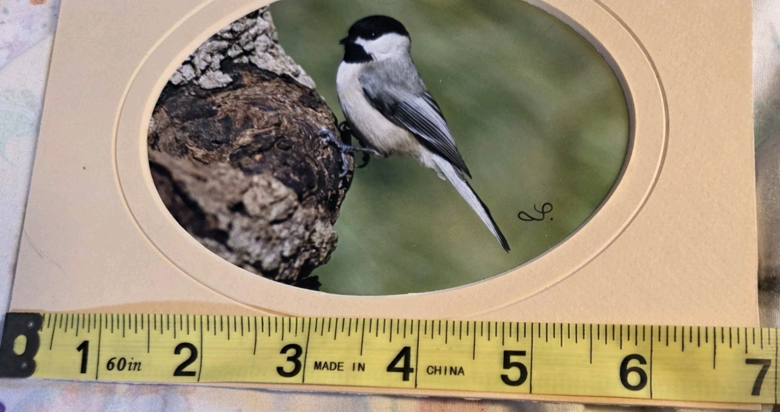 Chickadee Photograph Matted Bird In Tree Wildlife