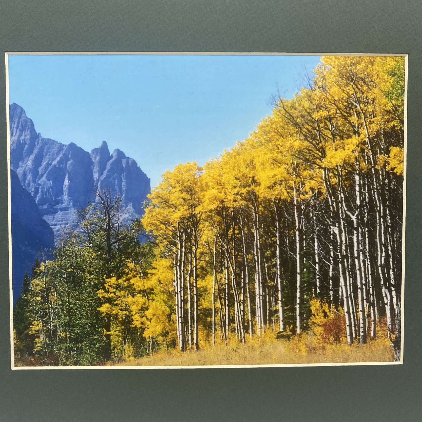 Matted Autumn Forest Landscape Photo Print 11 X 14 Wall Art Gallery Decor