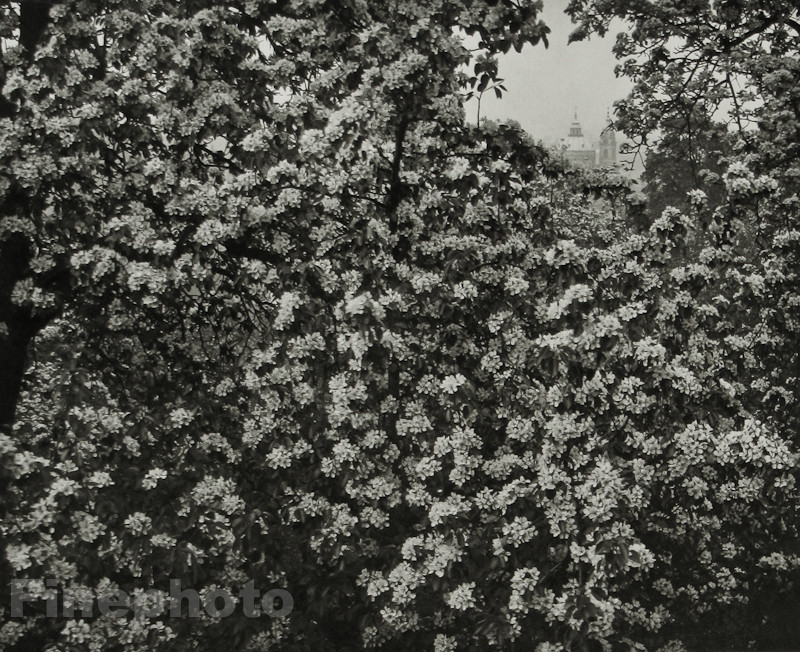 1963/78 Vintage JOSEF SUDEK Czech Photo Gravure STRAHOV GARDEN Flower Prague Art