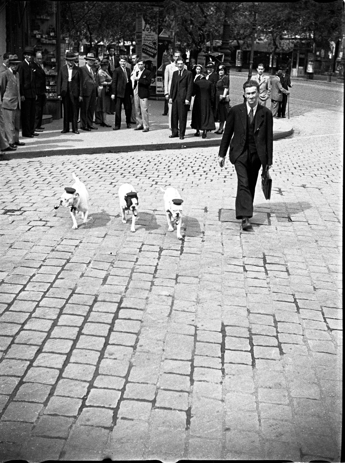 american bulldogs wearing caps, pipe, unusual by Szendrő (Szendro), original fin