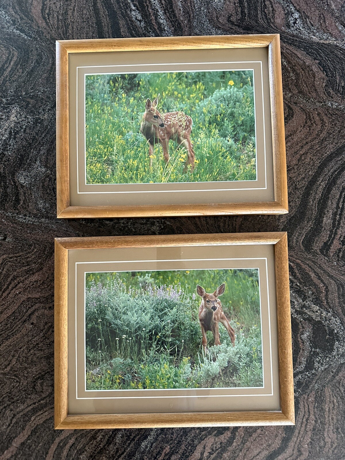 Framed Twin Mule Deer Fawn Wildlife Photography By J.R. Hunter (Signed)