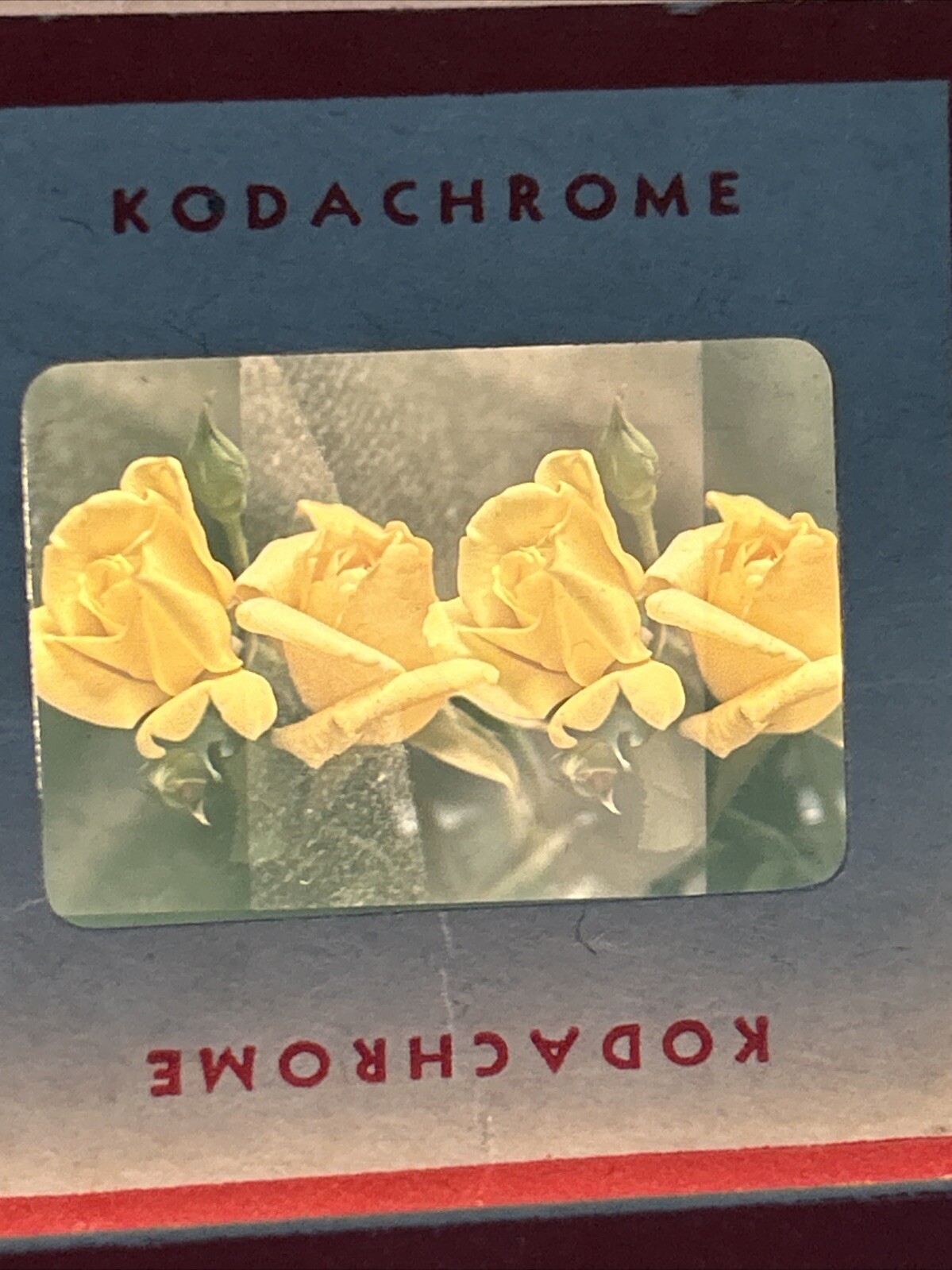 Kodachrome Red Border Lot Of 40 1950’s Still Life Flowers 35mm Color Slides A