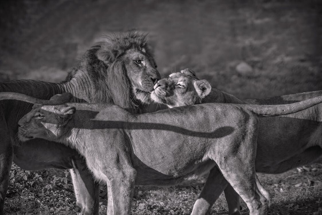Digital Image Picture Photo Pic Wallpaper Background Lion and Lioness Love 11