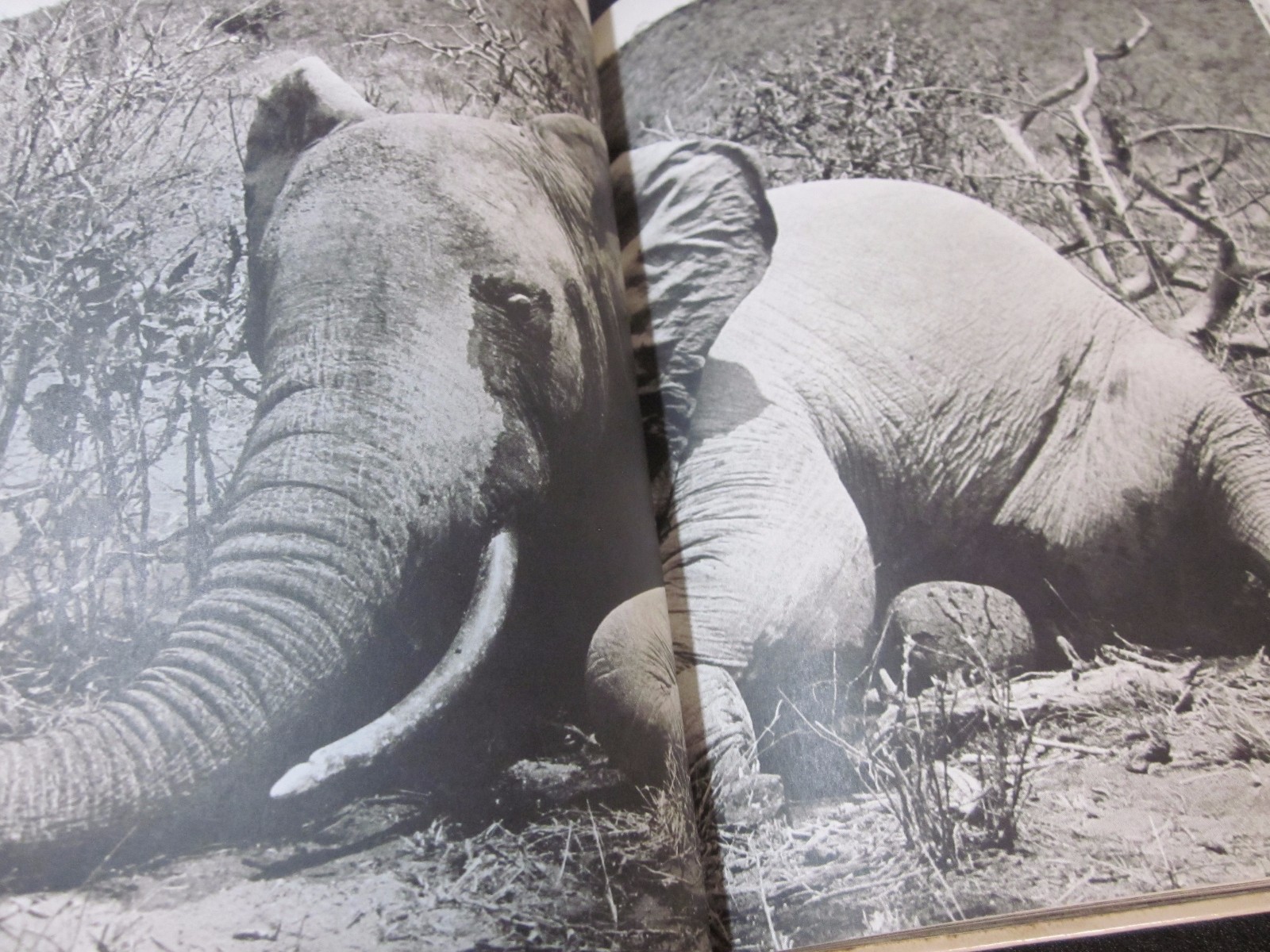 Peter Beard Photo book THE LAST WORD FROM THE PARADISE 1979 1st. edition Japan